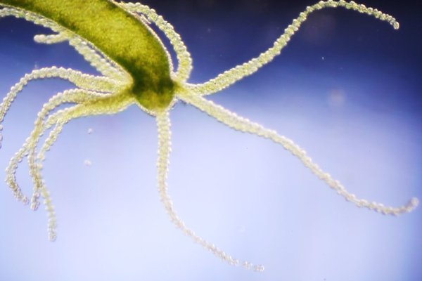Kraken com darknet