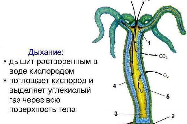 Кракен сайт вход официальный зеркало