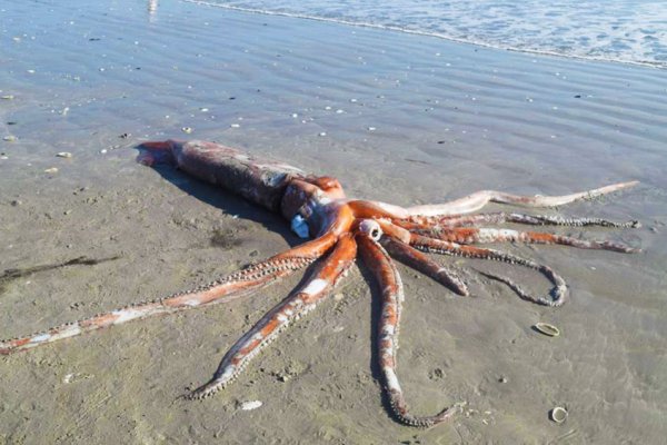 Kraken вход и ссылки